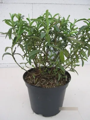 Produktbild von Cistus purpureus Betty Taudevin - Zistrose Betty Taudevin 25-30cm