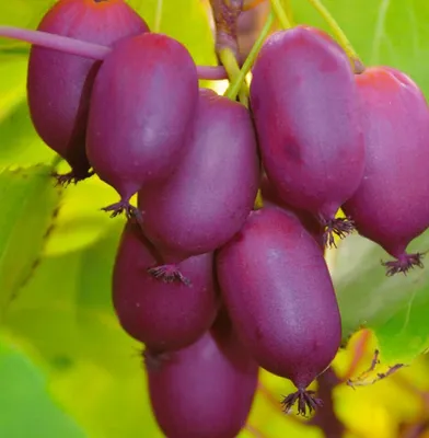 Immagine prodotto di Aktinidia Purpurna Sadowa femmina 2L