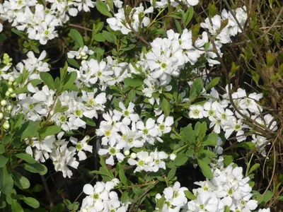 Image de Exochorda racemosa 'Niagara' Arbuste perlé blanc 100 - 125 cm