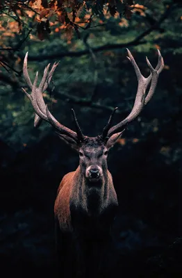Produktbild von Leinwandbild - Motiv: Hirsch - 118 x 78cm