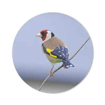 Produktbild von MuchoWow® Mauspad Mousepad Mehrere Farben auf der Rückseite eines Putters 30x30 cm - Mousepads - Maus Mat - Pad - Mausunterlage - Tischunterlage - Schreibtischmatten
