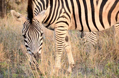 Produktbild von hansepuzzle 10286 - Zebra Puzzle, 500 Teile, Natur, 46,0 x 30,0cm mit hochwertiger Aufbewahrung, Kartonbox und wiederverschließbarem Beutel