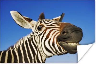 Produktbild von MuchoWow® Poster Zebra - Lustig - Kinder - Jungen - Mädchen 180x120 cm - Fotoplakat