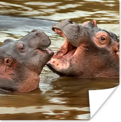 Produktbild von MuchoWow® Poster Nilpferd - Tiere - Wasser 75x75 cm - Wand Dekoration