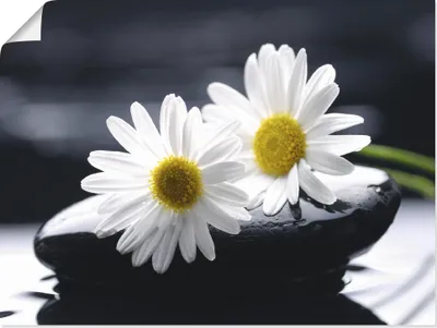 Produktbild von ARTland Poster Zwei Gerbera auf einem Zenstein Größe: 40x30 cm