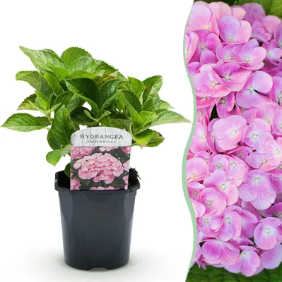 Image de Hydrangea - Hydrangea macrophylla Pink - Fleur rose - 1 Plante - Caduque - Peu d'entretien - 30cm - Ø18cm - Plante de jardin
