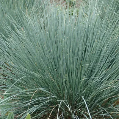 Produktbild von 6 x Blaustrahlhafer - Helictotrichon sempervirens  | Topf 9cm x 9cm