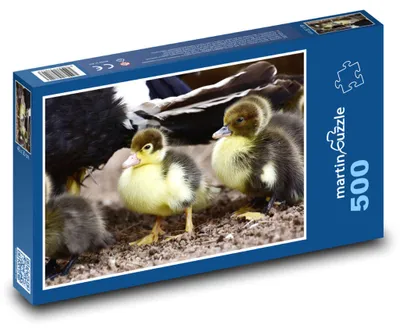 Zdjęcie produktu dla Puzzle 500 Dzikie kaczki - pisklęta - martinpuzzle
