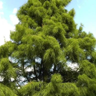 Produktbild von Taxodium distichum Nutans - Aufrechte Sumpfzypresse 40-60