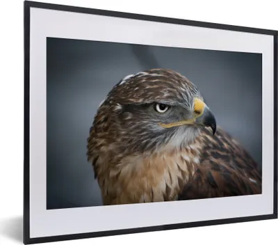 Produktbild von MuchoWow® MuchoWow® Gerahmtes Poster Ein Bussard aus nächster Nähe 40x30 cm - Poster mit zchwarzem Bilderrahmen - Bilderrahmen - Poster im Rahmen