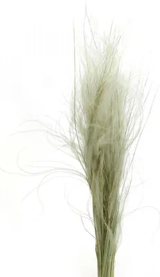 Produktbild von Trockenblumen Deko Naturgras Stipa Federgras 50g