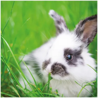 Produktbild von Wallario Premium Glasbild, freischwebende Optik, kräftige Farben, Größe 30 x 30 cm Motiv Süßer Hase im grünen Gras