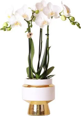 Produktbild von Weiße Phalaenopsis Orchidee Amabilis 2-3 Zweige Ø9cm 40cm Zimmerpflanze Geschenk