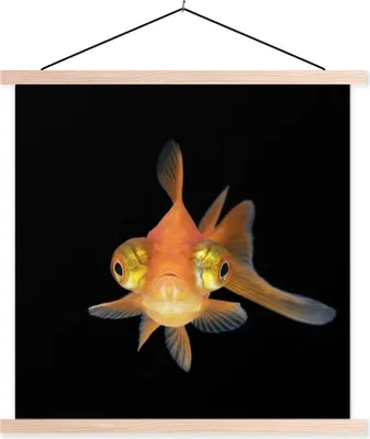 Produktbild von MuchoWow® Textilposter Goldfisch - Meerestiere - Augen 40x40 cm mit holzfarbenen Rahmen - Posterleiste