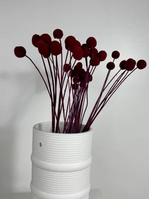 Image de Craspedia - Tiges en forme de tambour - Fleurs séchées et conservées (30-40cm)