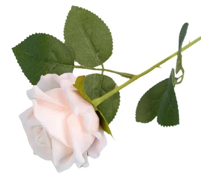 5 Kunstrosen, 51 cm, Champagner, realistische Seidenblumen für Deko
