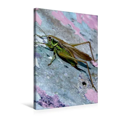 Produktbild von Calvendo Textil-Leinwand 50 cm x 75 cm hoch Heuschrecke auf Graffiti-Wand, Laimgruber Dagmar; 7279560