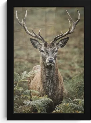 Produktbild von MuchoWow® MuchoWow® Gerahmtes Poster Hirsche - Geweihe - Blätter 20x30 cm - Poster mit zchwarzem Bilderrahmen - Drucken - Bilder Poster im Rahmen