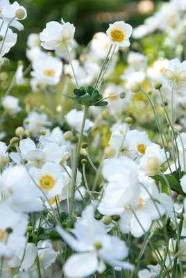 Productafbeelding van Anemone hyb. 'Honorine Jobert' Japan Herbst 12 planten 10-25cm Ø9cm struik
