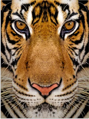 Produktbild von MuchoWow® Poster Tiger - Tiere - Kopf 120x160 cm - Wandbilder