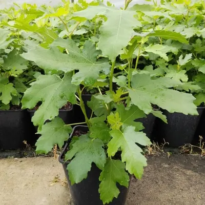 Produktbild von Feigenbaum Gustissimo ® Perretta® großfruchtig birnenförmig 40-80 cm im 3-5 Liter Topf