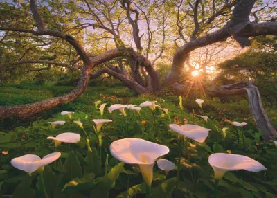 Obrázek produktu pro Heye Puzzle Calla Clearing, 1000 kusů, Krajina