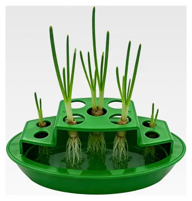 Produktbild von Anzuchttopf für Frühlingszwiebeln, hydroponische Wurzelstimulation, Pflanzregal für Keimlinge - für den Innenbereich, Küche, Fensterbank und Terrasse