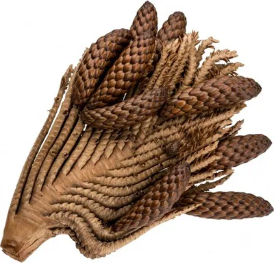 Produktbild von Thika-Nuss-Zweig, Größe ca. 20-30cm | Raphia farinifera