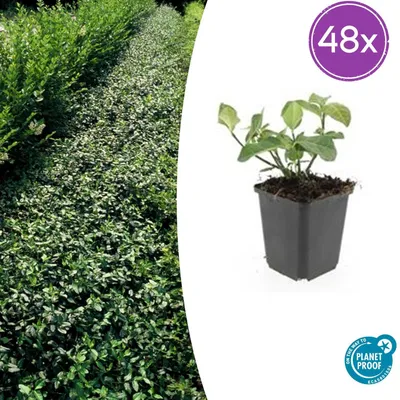 Immagine prodotto di Euonymus fort. 'Coperta di Dart' | 48 pezzi - 10-25cm - Ø9cm - Pianta da giardino