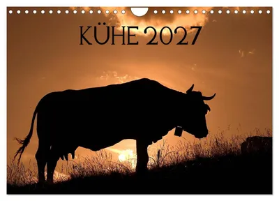 Produktbild von Kühe 2027 (Wandkalender 2027 DIN A4 quer), CALVENDO Monatskalender