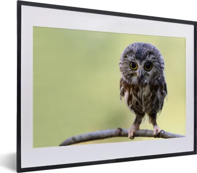 Produktbild von MuchoWow® MuchoWow® Gerahmtes Poster Eule - Vogel - Wald 40x30 cm - Poster mit zchwarzem Bilderrahmen - Bilderrahmen - Poster im Rahmen