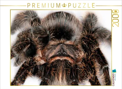 Produktbild von CALVENDO Puzzle Vogelspinne 2000 Teile Puzzle quer | 2000 Teile Lege-Größe 90x67cm Foto-Puzzle für glückliche Stunden