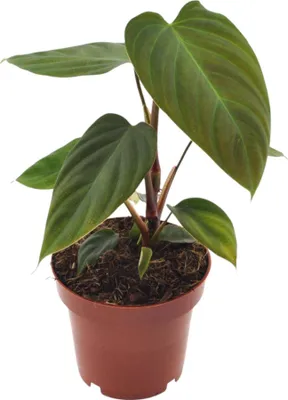 Produktbild von Trendyplants special - Philodendron Nangaritens - Zimmerpflanze - Höhe - 20-30 cm - Topfgröße Ø12cm
