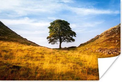 Produktbild von MuchoWow® Poster Platane Gap Tree am Hadrianswall 90x60 cm - Schlafzimmer