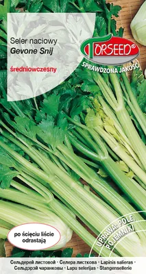 Produktbild von Gewone Selleriesamen Snij 0,2g - Torseed