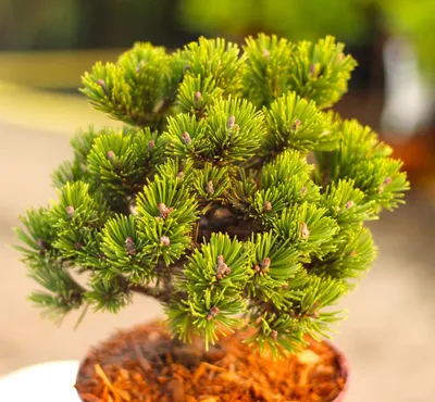 Image de Pin de montagne Pinus mugo sherwood compact 20 - 25 cm Pin à feuilles persistantes