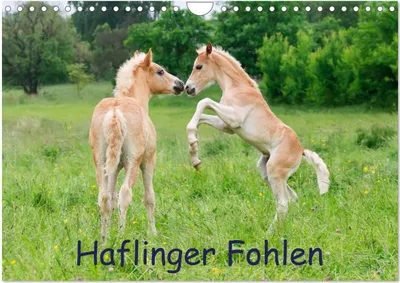 Produktbild von Haflinger Fohlen (Wandkalender 2026 DIN A4 quer), CALVENDO Monatskalender