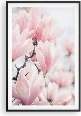 Produktbild von Gerahmtes Poster - Schwarzer Rahmen - Magnolie Blumen Rosa - 61x91,5 cm - Wand Bild - Wanddeko - Wandbilder - Kunstposter - Wandposter - Bilderrahmen - Bilder - Kunstdruck - P2BPA61x91-4396