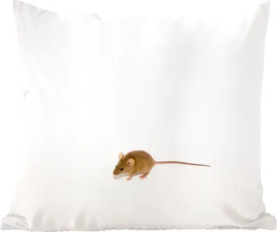 Produktbild von MuchoWow® Zierkissen Sofakissen Wohnzimmer Dekokissen 60x60 cm Maus - Tiere - Weiß - Sitzfläche - Foto Polster
