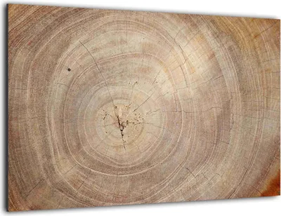 Produktbild von Glas Magnettafel Baumstamm Natur Baumkern 60x40cm Glasbild Memoboard aus Glas Glastafel mit Baumstamm-Motiv Magnetwand zum Beschriften Magnetische Tafel Wanddekoration Wandbild