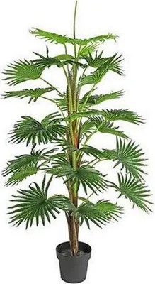 Produktbild von Pflanze in Topf Washingtonia Green - 150 cm