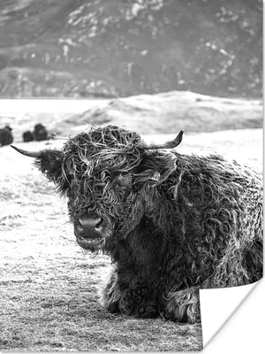 Produktbild von MuchoWow® Poster Schottischer Highlander - Berg - Tiere 120x160 cm - Wandbilder