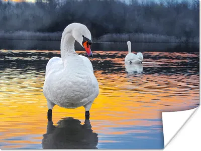 Produktbild von MuchoWow® Poster Schwan - Vogel - Sonnenuntergang - Wasser 120x90 cm - Wandbild
