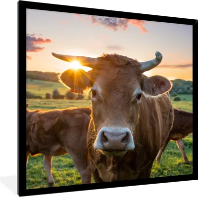Produktbild von MuchoWow® Gerahmtes Poster Kühe - Sonne - Wiese - Landleben 40x40 cm - Poster mit Schwarzem Bilderrahmen Wandposter Rahmen Foto Bilder - Mit Rahmen - Wanddekoration Schlafzimmer