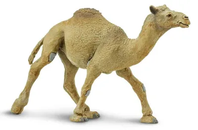 Produktbild von Safari Ltd Dromedarfigur Braun From 3 Years Kinder Braun From 3 Years