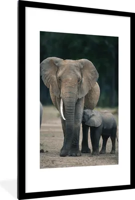 Produktbild von MuchoWow® MuchoWow® Gerahmtes Poster Elefant - Tiere - Flachland - Natur 60x90 cm - Poster mit zchwarzem Bilderrahmen - Dekoration - Wandposter Wohnzimmer - Hochwertig