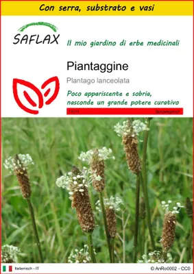 Immagine prodotto di SAFLAX Insieme di coltivazione - Piantaggine - 100 semi - Plantago