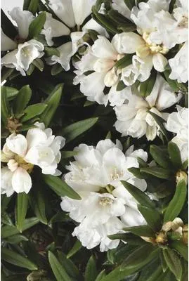 Produktbild von Großblumige Alpenrose FloraSelf Rhododendron roxieanum oreonastes H 30 cm Co 6 L