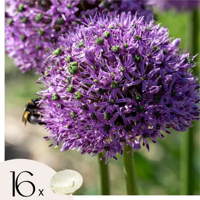 Produktbild von Alliumzwiebeln - 16 Stk - Allium 'Gladiator' - Blumenzwiebeln - Lila