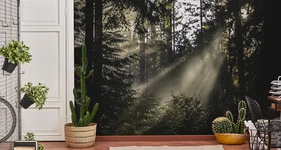 Produktbild von Fototapete Vlies Tapete Wald im Nebel 315 cm (B) x 210 cm (H) Wandbild Wanddeko
